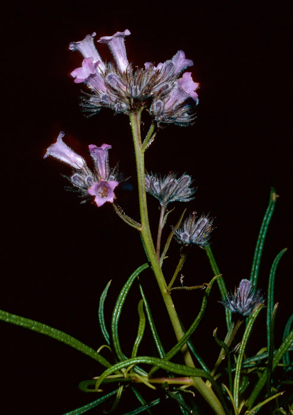 Eriodictylon capitatum, Santa Barbara Botanic Garden