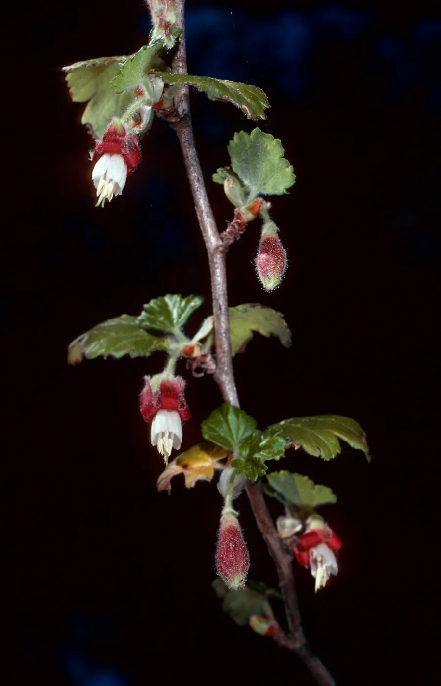 Ribes thacherianum, Island Section, Santa Barbara Botanic Garden