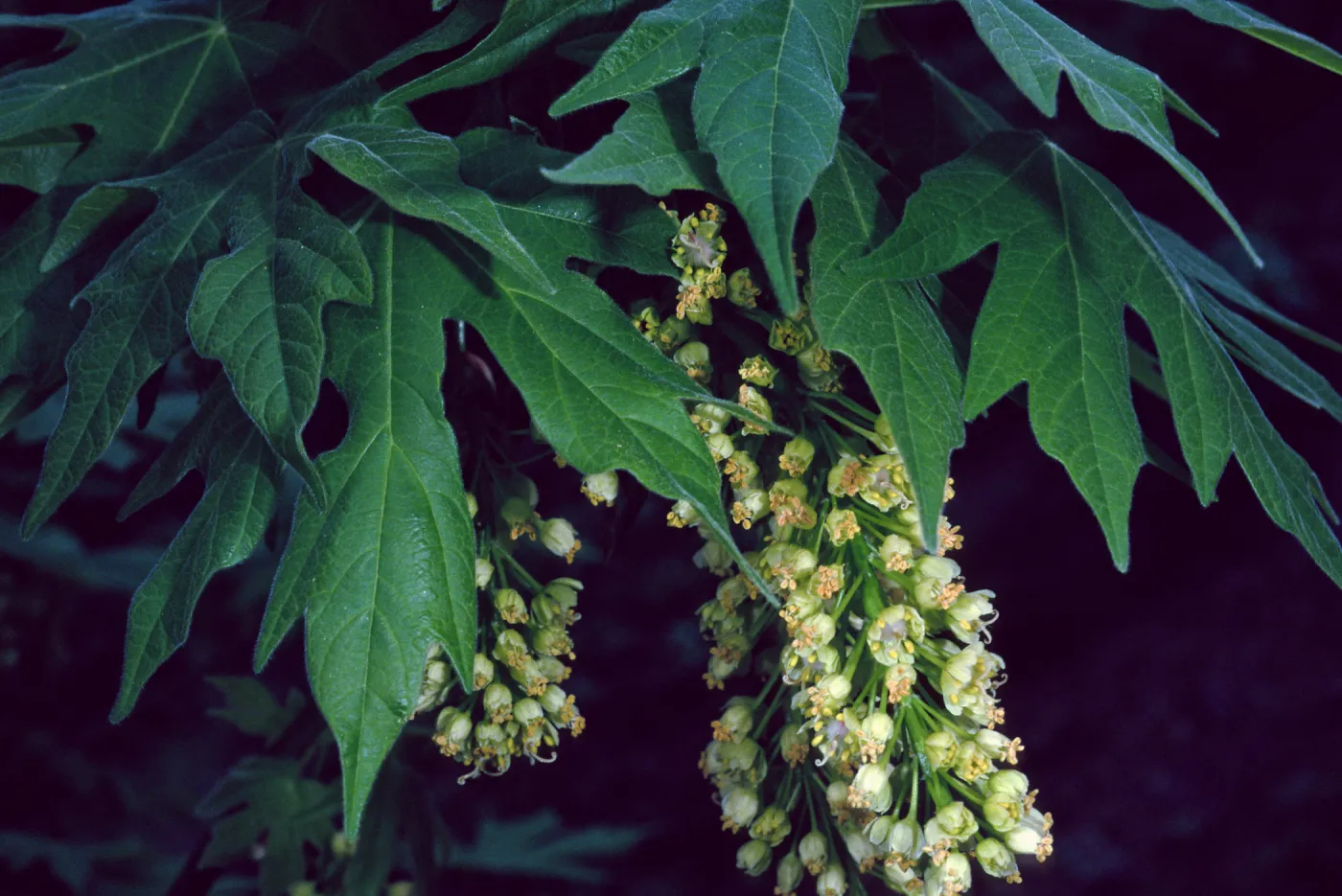 Acer Macrophyllum, West fork of Cold Springs Trail, Santa Ynez Mountains