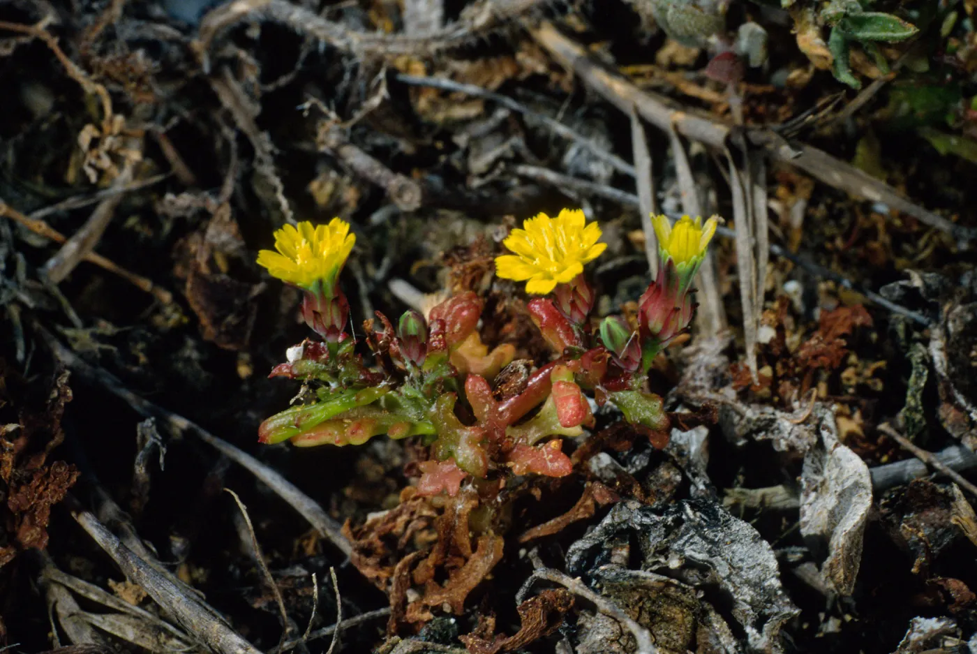 Malacothrix indecora, SJ #6056, San MIguel Island