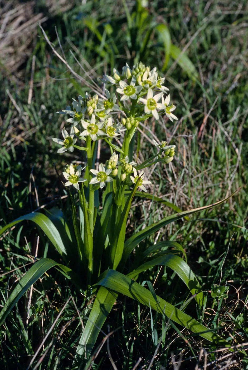 Zigadenus fremontii, East of campground, San MIguel Island