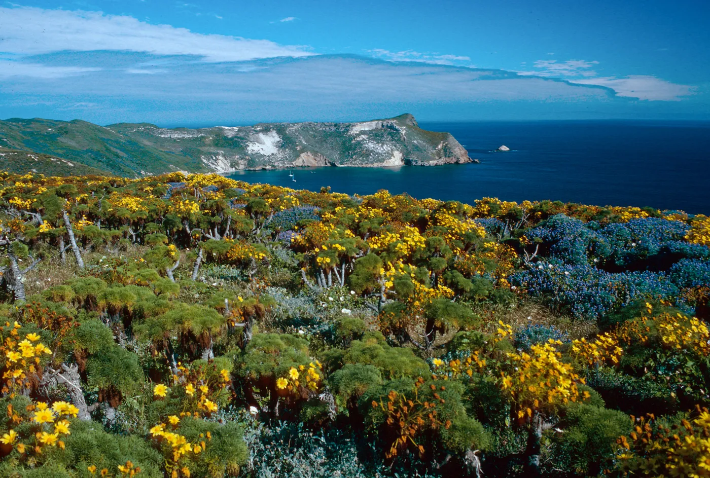 Coreopsis, Lupinus (Lupine), Cuyler Harbor, from Cabrillo Monument, San Miguel Island