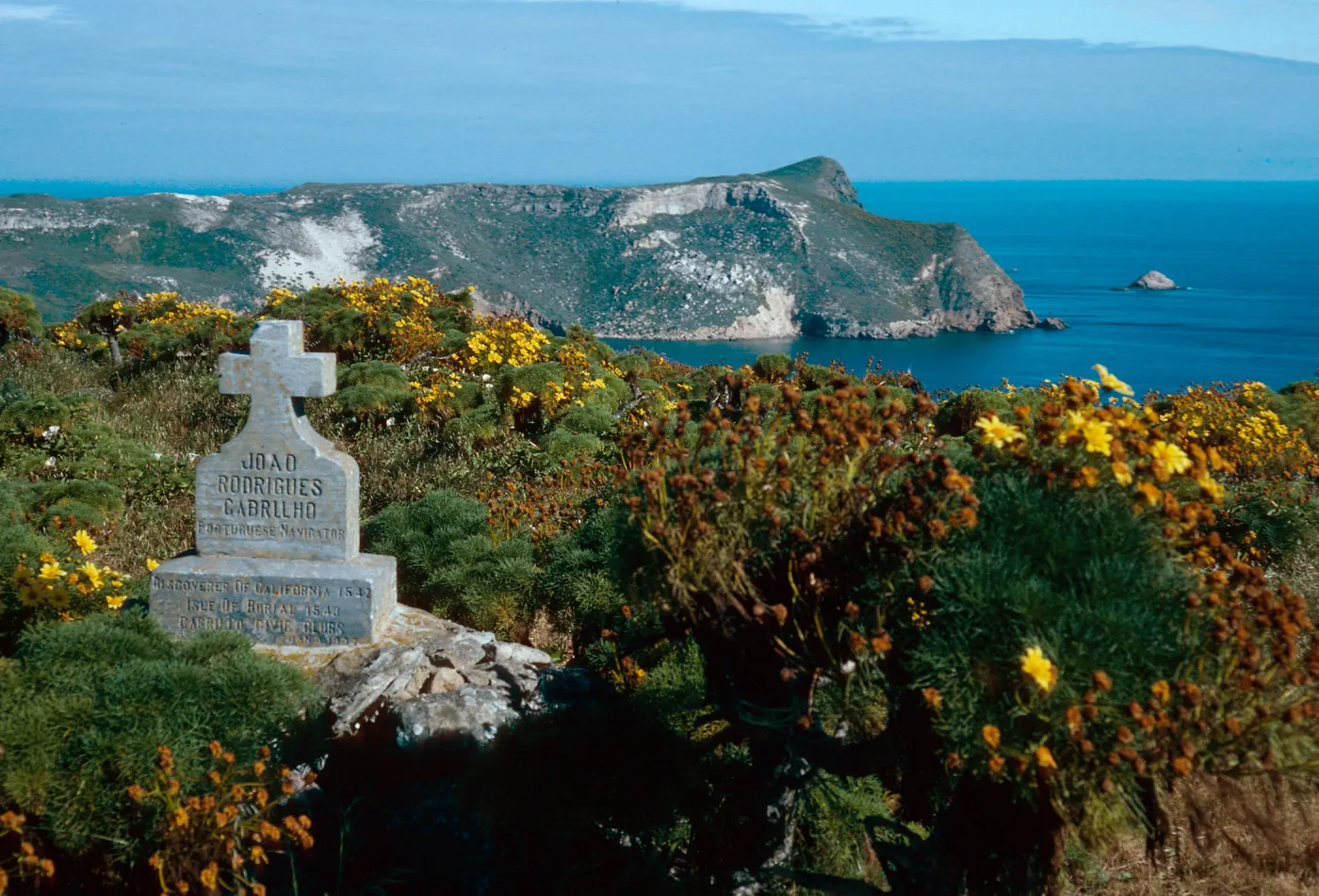 Coreopsis, Cabrillo Monument, San Miguel Island
