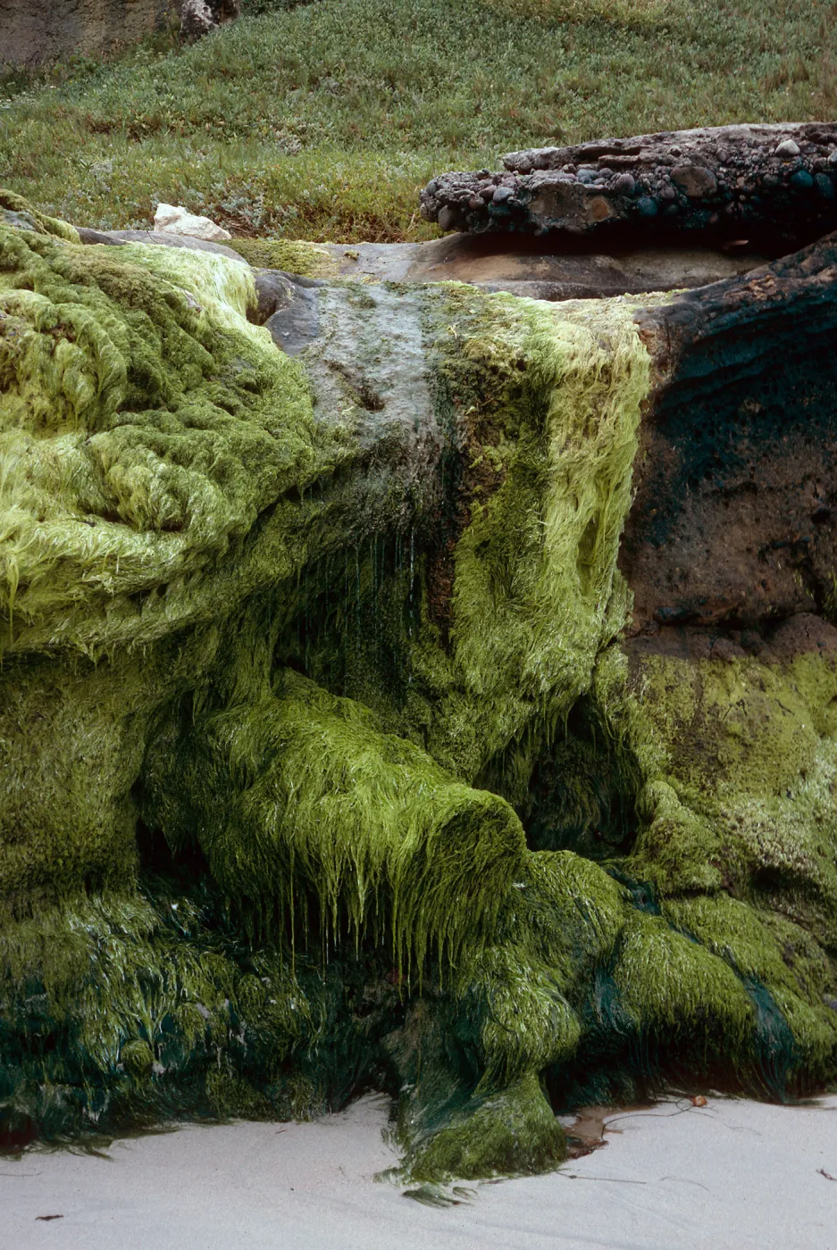 Algae at freshwater seep, Charcoal Cove, West end of Simonton Beach, San Miguel Island