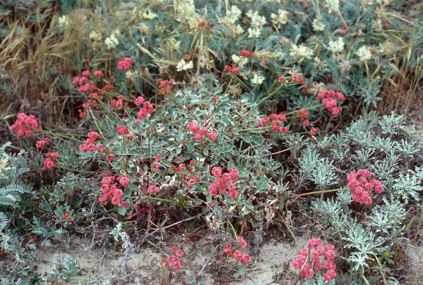 Eriogonum grande rubescens, San Miguel Island