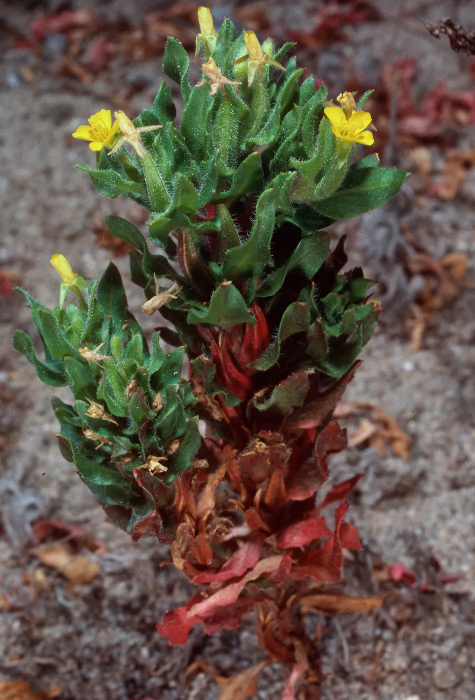 Camissonia guadalupensis ssp. clementina, Northwest dunes, San Clemente Island