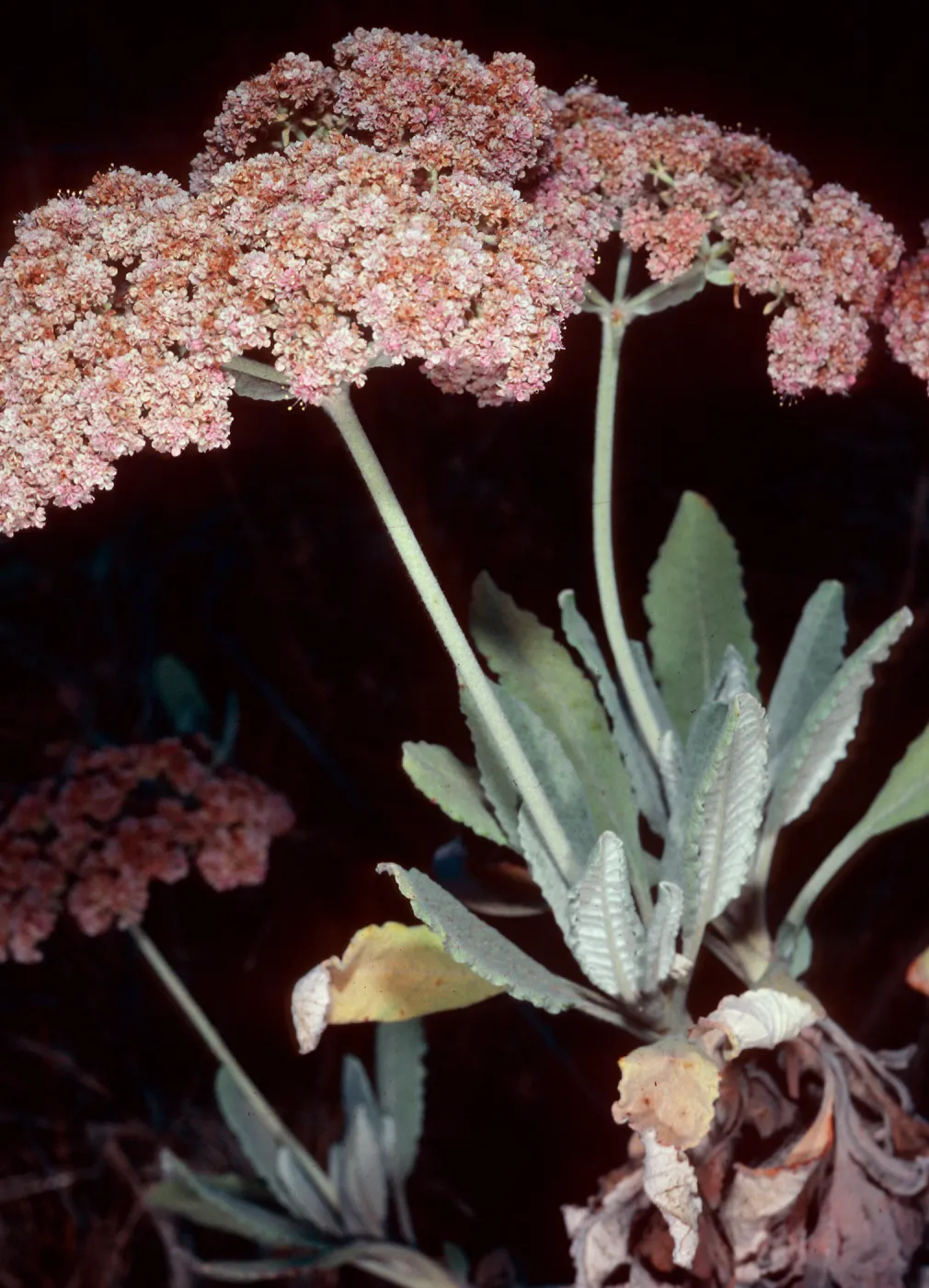 Eriogonum giganteum ssp. formosum, by Nots Pier, San Clemente Island
