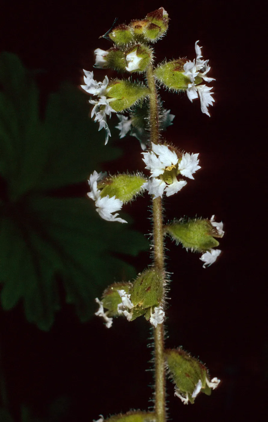 Lithophroma maximum, 2nd canyon, South of Malo, San Clemente Island
