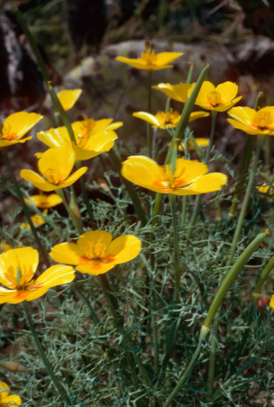 Eschscholzia ramosa, San Clemente Island