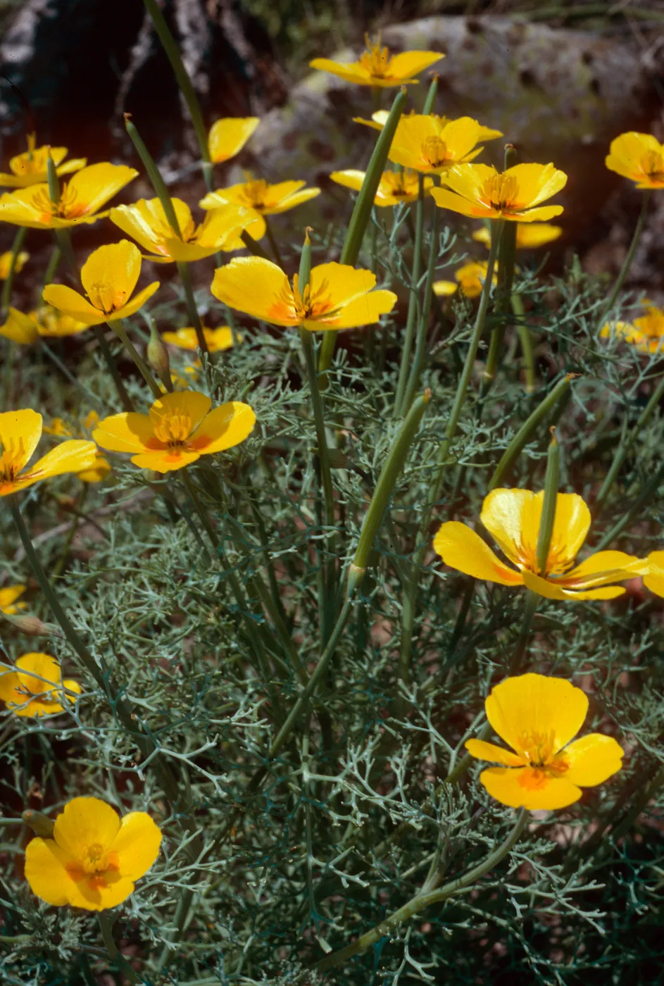 Eschscholzia ramosa, San Clemente Island