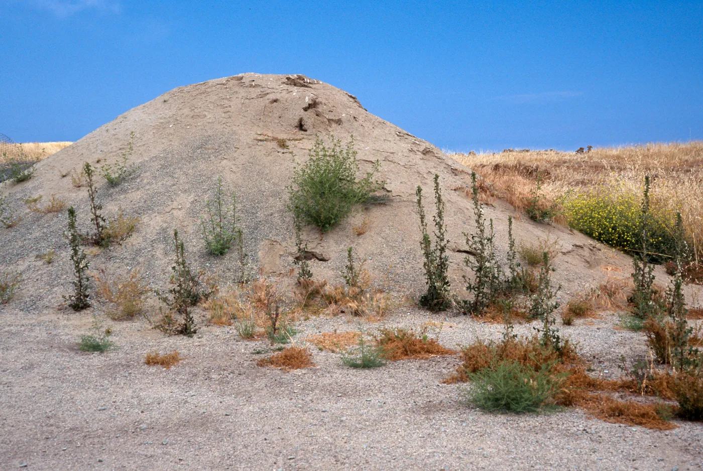 gravel pile with weeds, by Shoba Gate, San Clemente Island