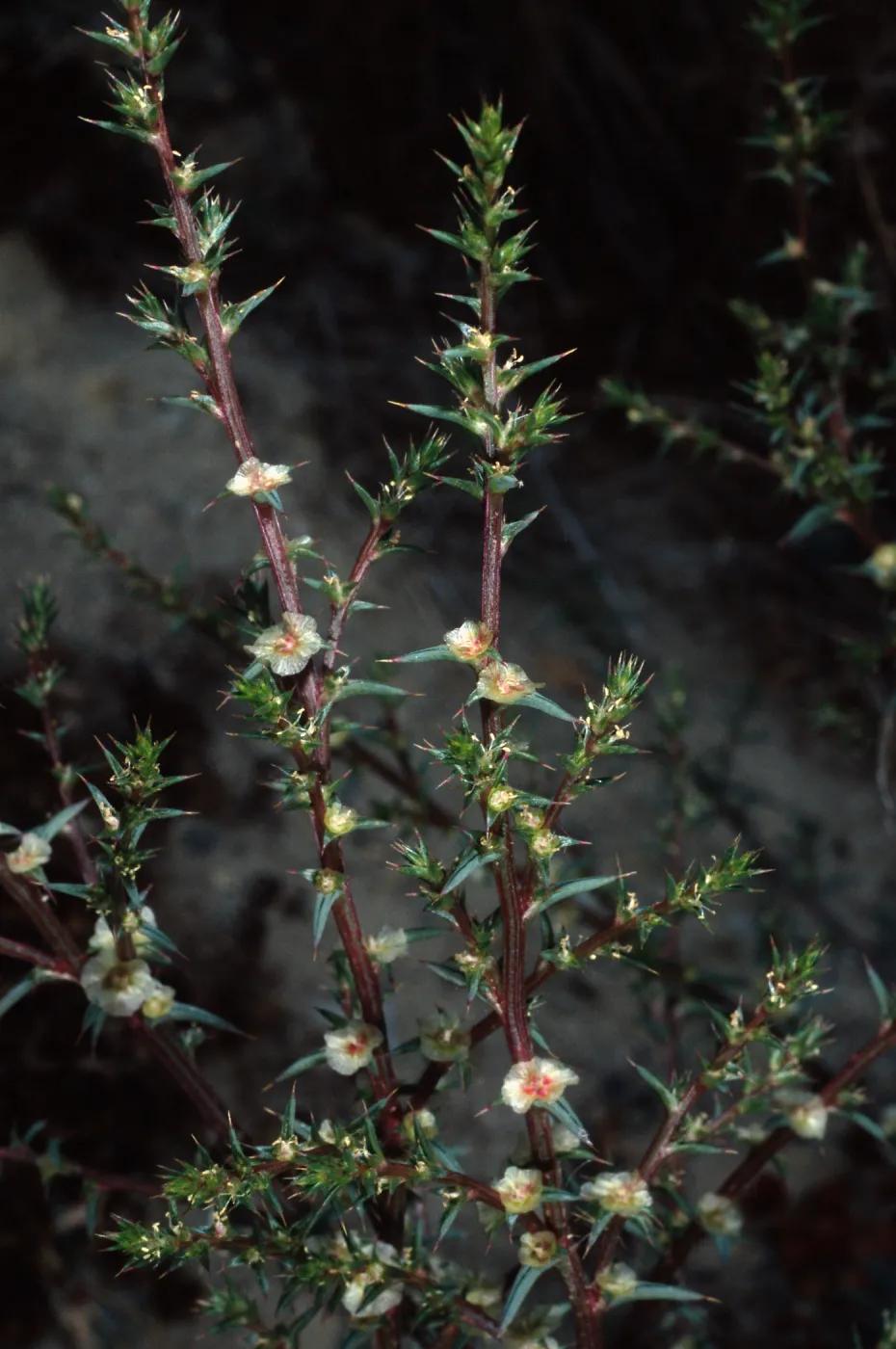Salsola tragus, Metric site/Beach Road, San Nicolas Island