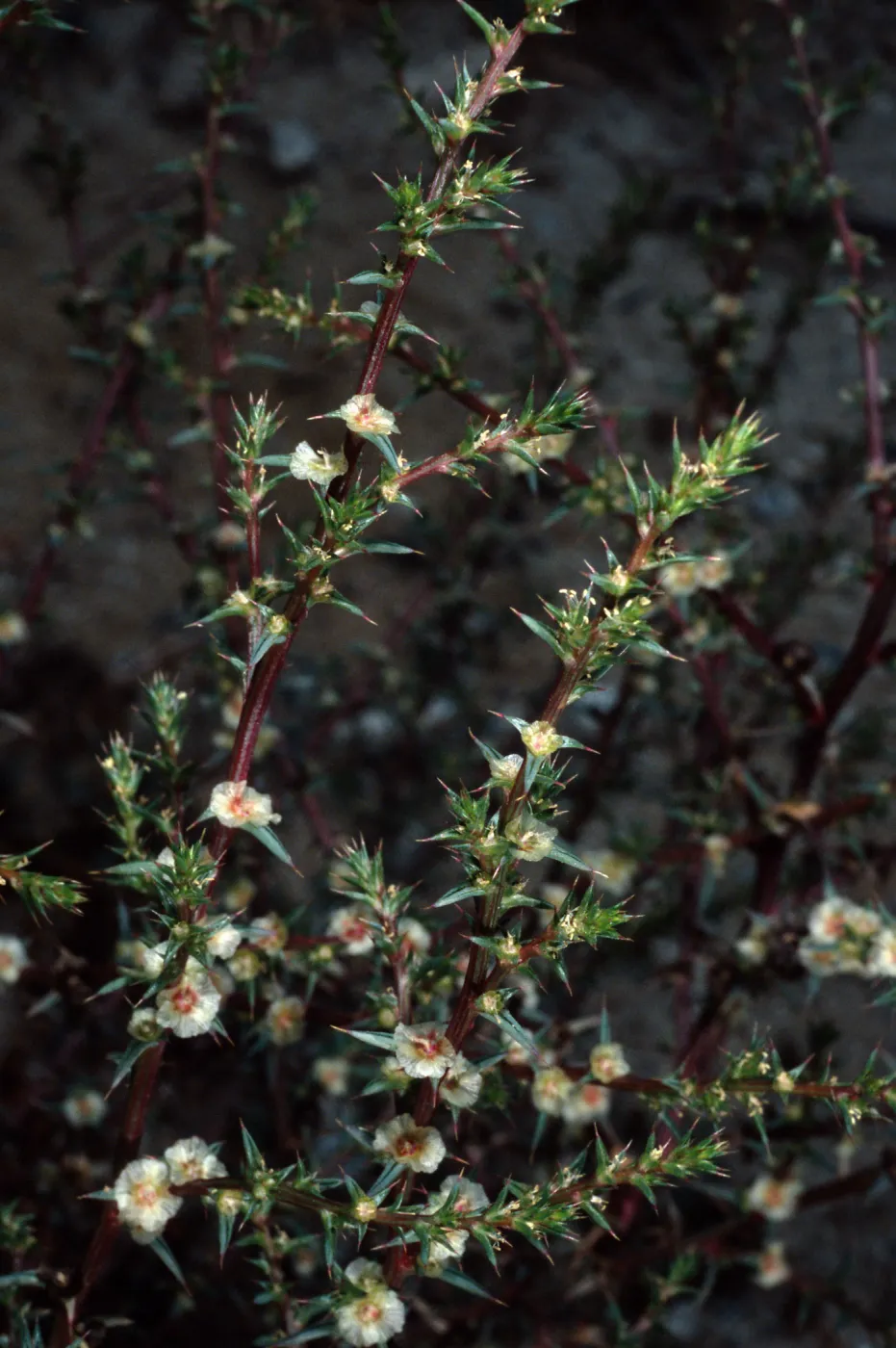 Salsola tragus, Metric site/Beach Road, San Nicolas Island