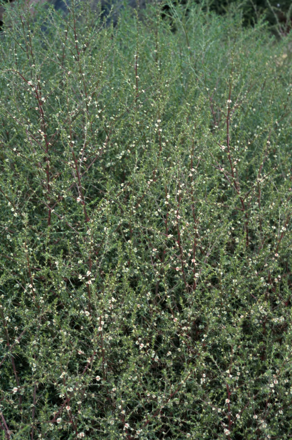 Salsola tragus, Metric site/Beach Road, San Nicolas Island