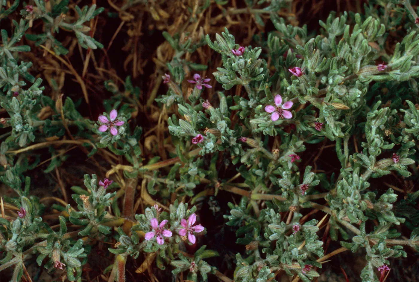 Frankenia salina, base of NAVFAC grade, San Nicolas Island