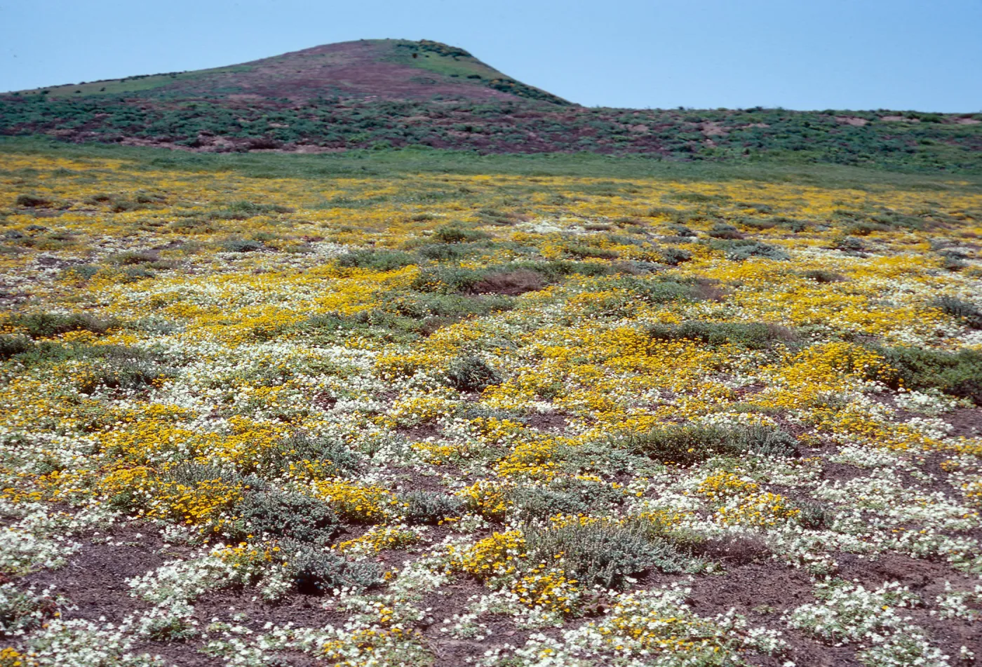Platystemon - Lasthenia, looking to North Peak from head of Cliff Canyon, note: used in Outdoor Magazine, California, 1993, Santa Barbara Island
