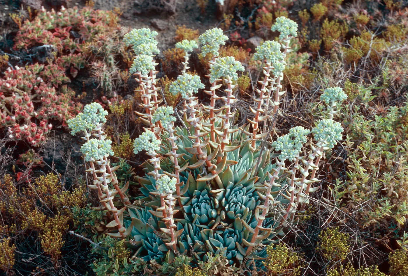 Dudleya (liveforevers), West of Cat Canyon, Santa Barbara Island
