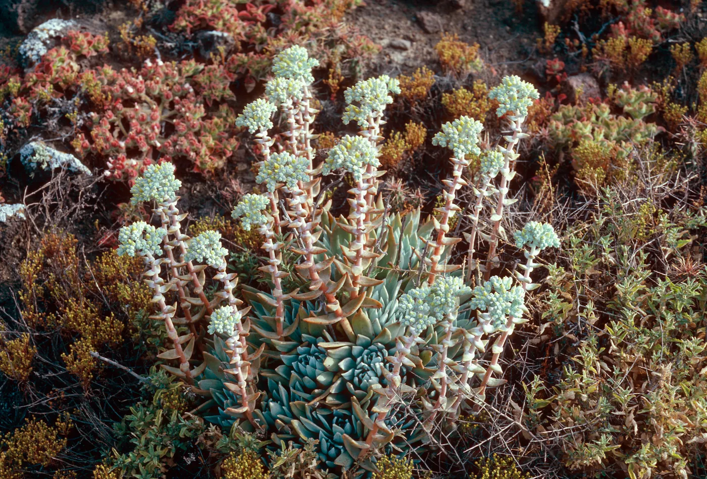 Dudleya (liveforevers), West of Cat Canyon, Santa Barbara Island
