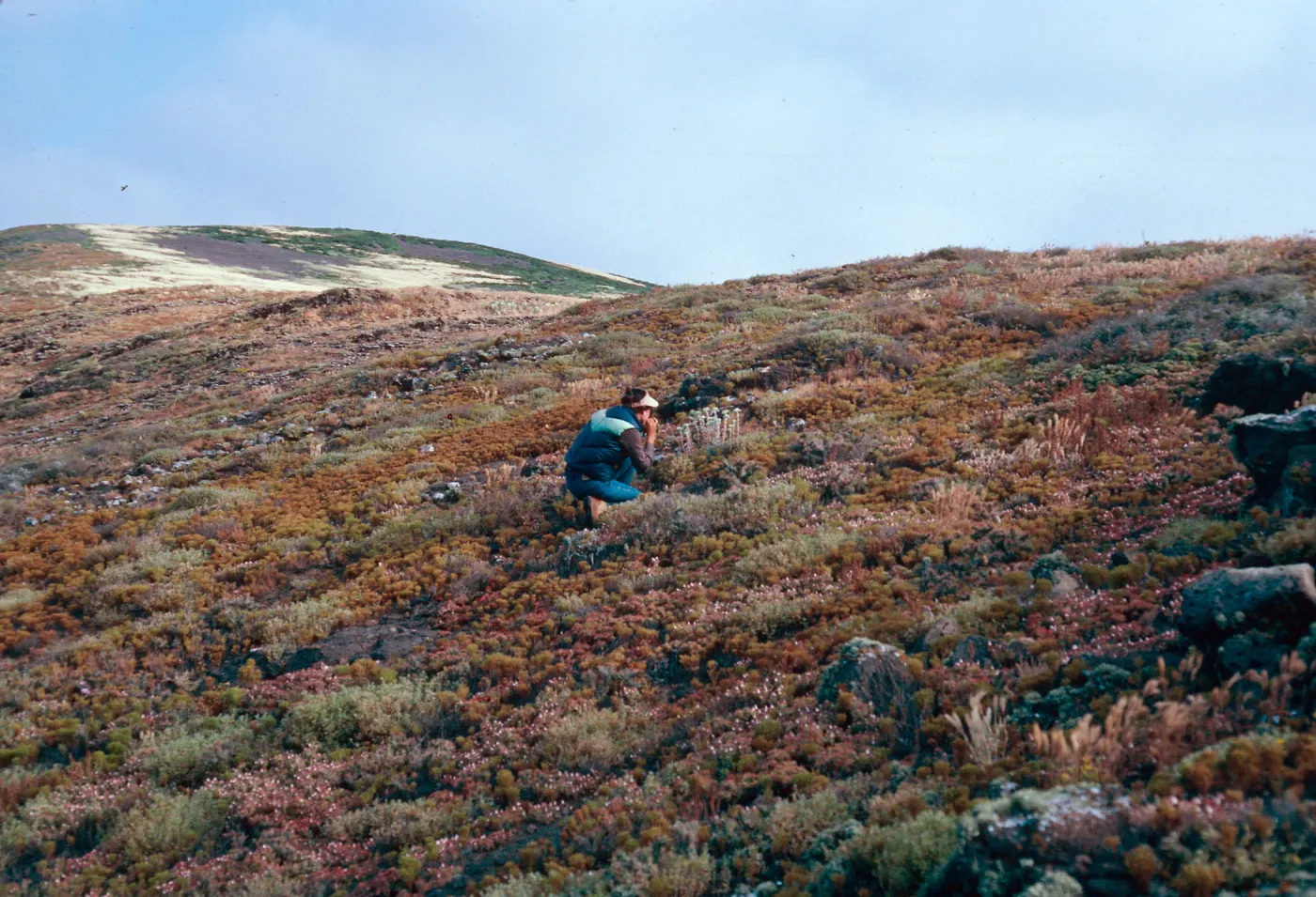 Marla, Dudleya traskiae habitat, West of Cat Canyon, Santa Barbara Island