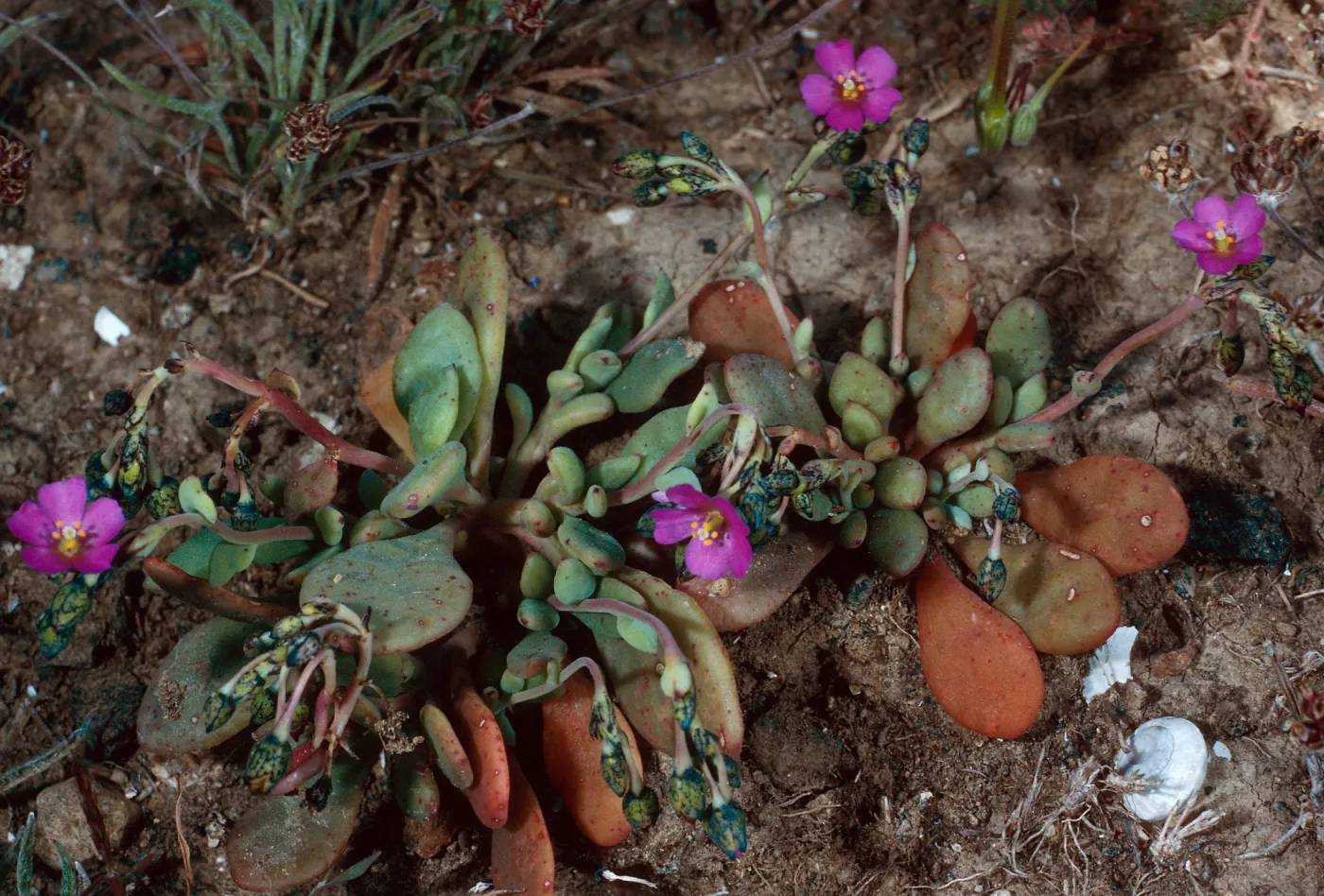 Calandrinia maritima, East of Cat Canyon, Santa Barbara Island
