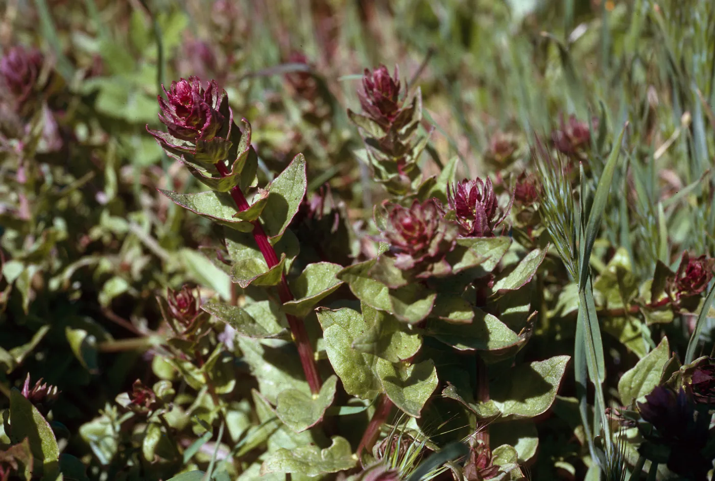 Aphanisma blitoides, Cat Canyon, Santa Barbara Island