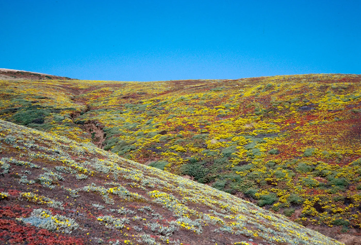 Malacothrix, upper Cliff Canyon, Santa Barbara Island