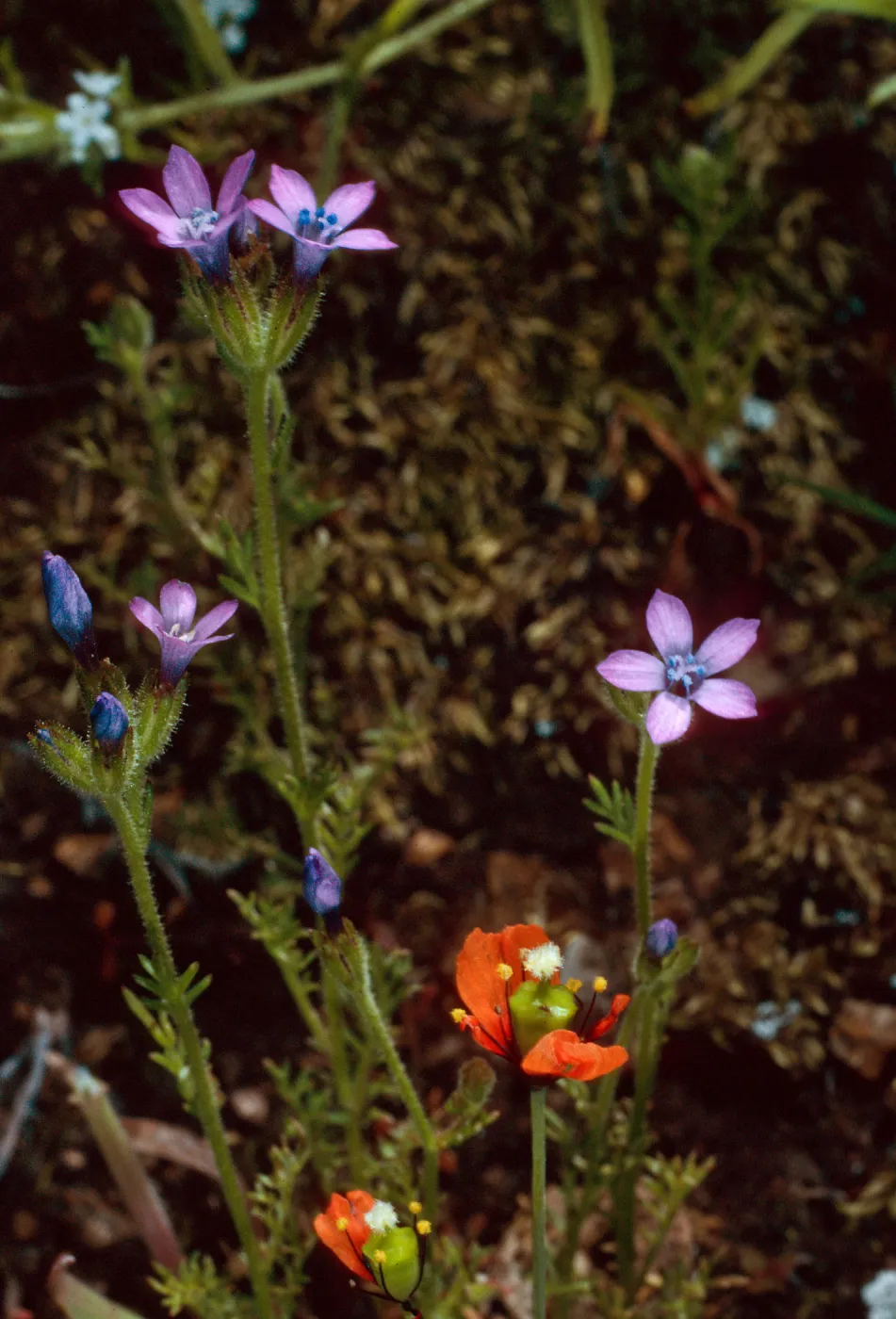 Gilia nevinii, Stylomecon heterophylla, Landing Cove Trail, Santa Barbara Island