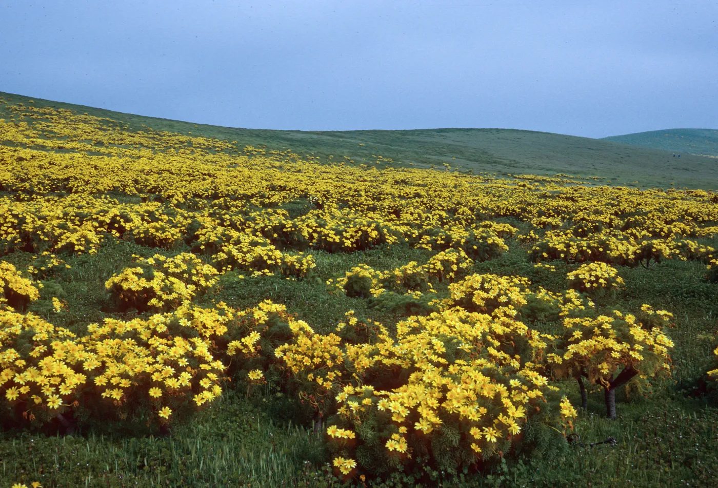 Coreopsis, head of Graveyard Canyon, Santa Barbara Island