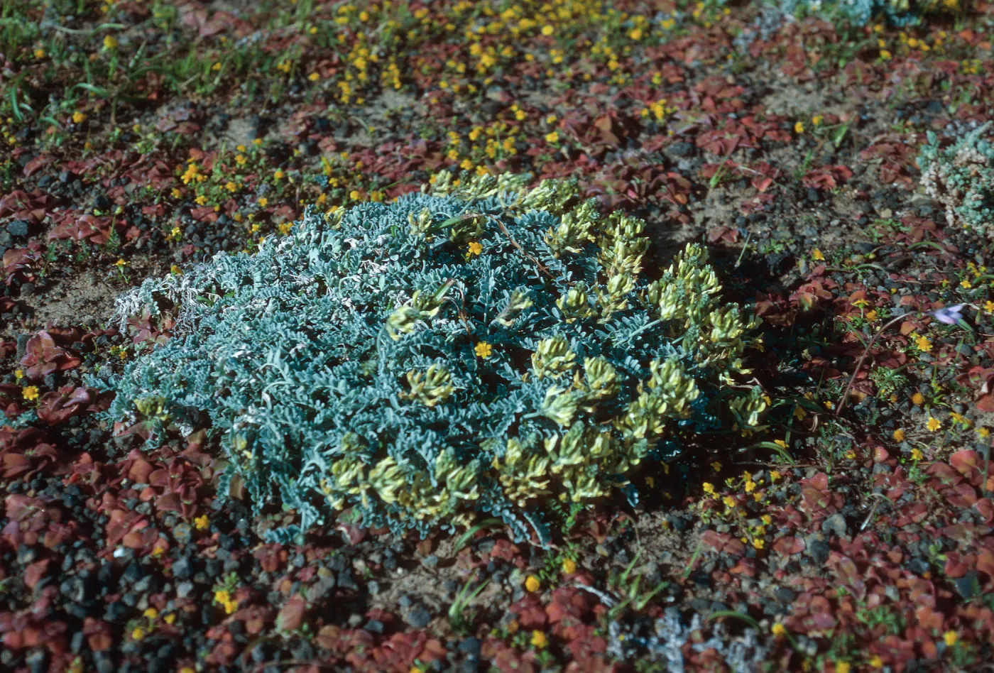 Astragalus traskiae, near lighthouse, Santa Barbara Island
