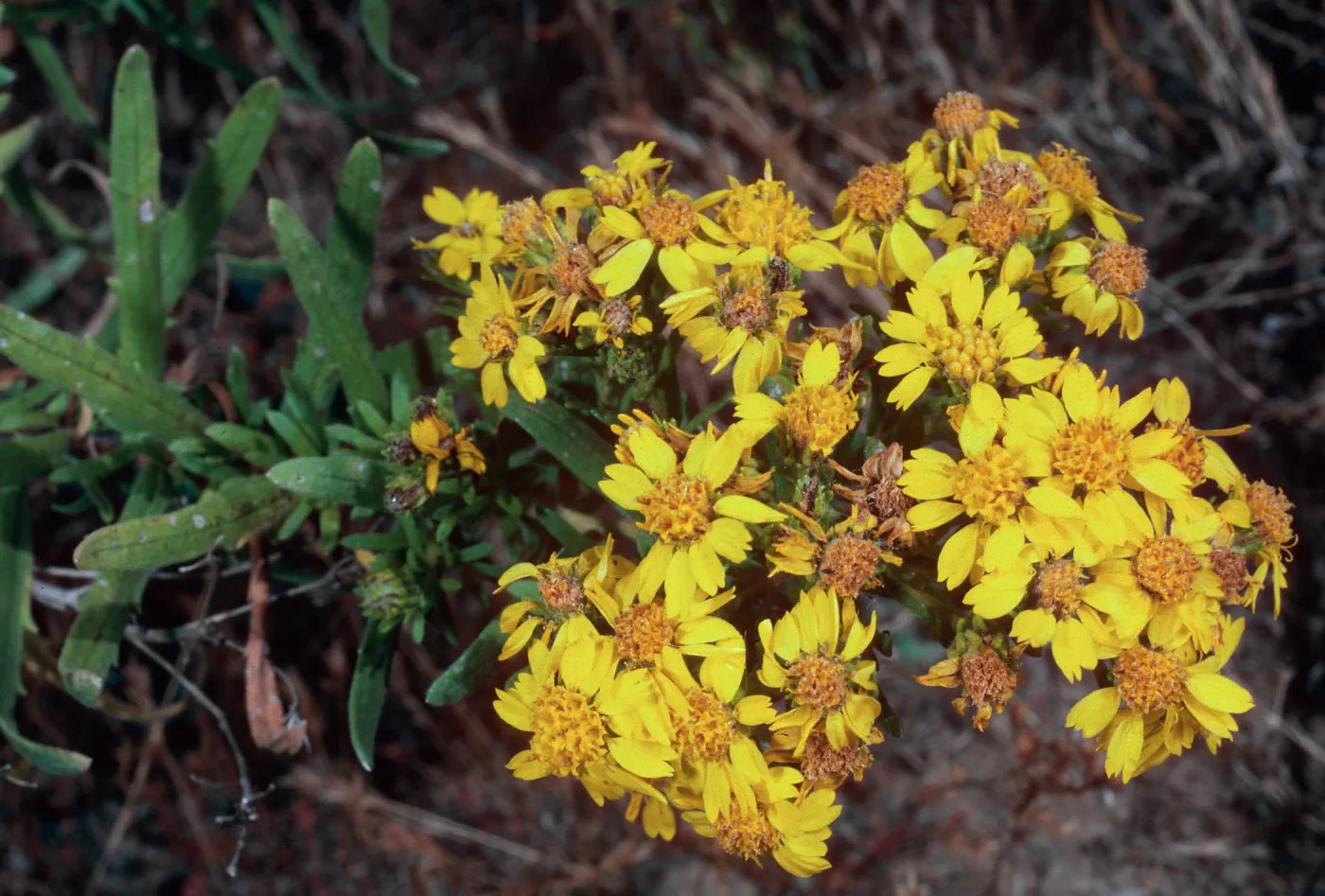 Hemizonia clementina, Santa Barbara Island