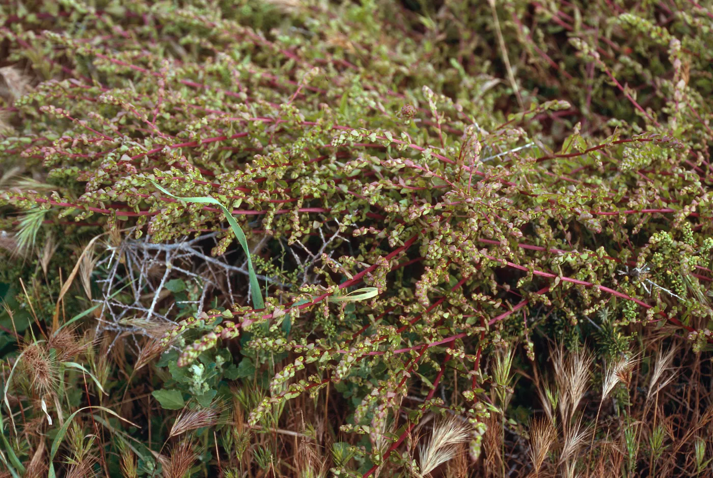 Aphanisma blitoides, campground/Saddle Trail, Santa Barbara Island