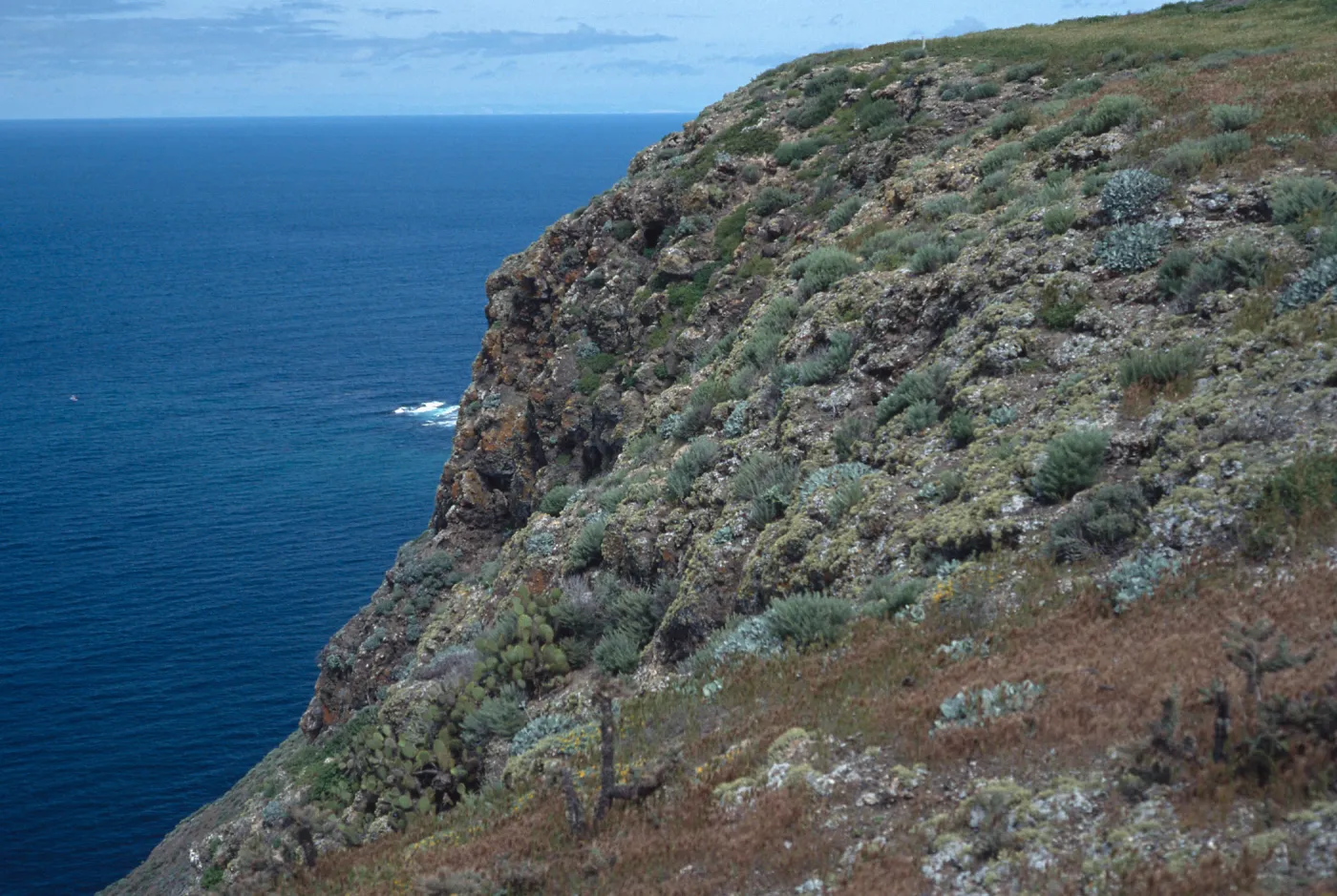 Signal Peak slopes, Santa Barbara Island