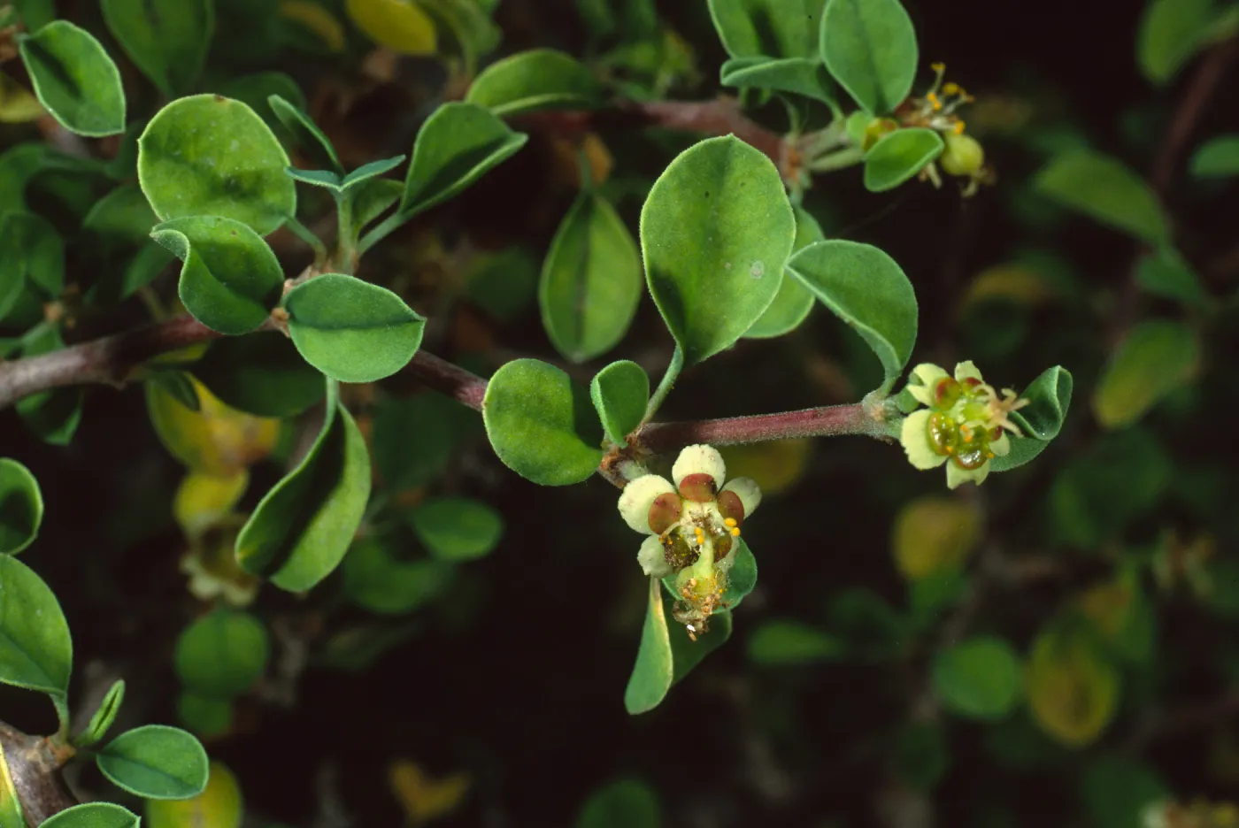 Euphorbia misera