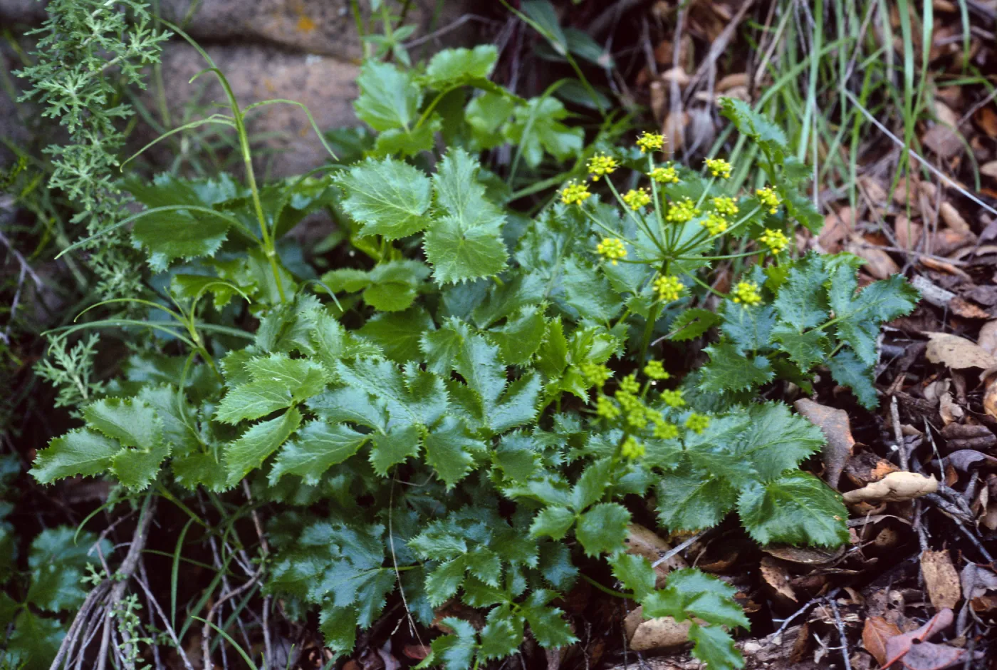 Tauschia arguta, Tunnel Trail, Santa Barbara County