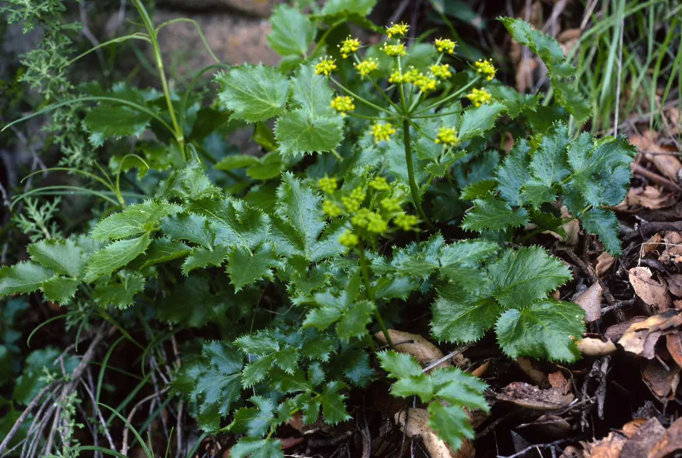 Tauschia arguta, Tunnel Trail, Santa Barbara County
