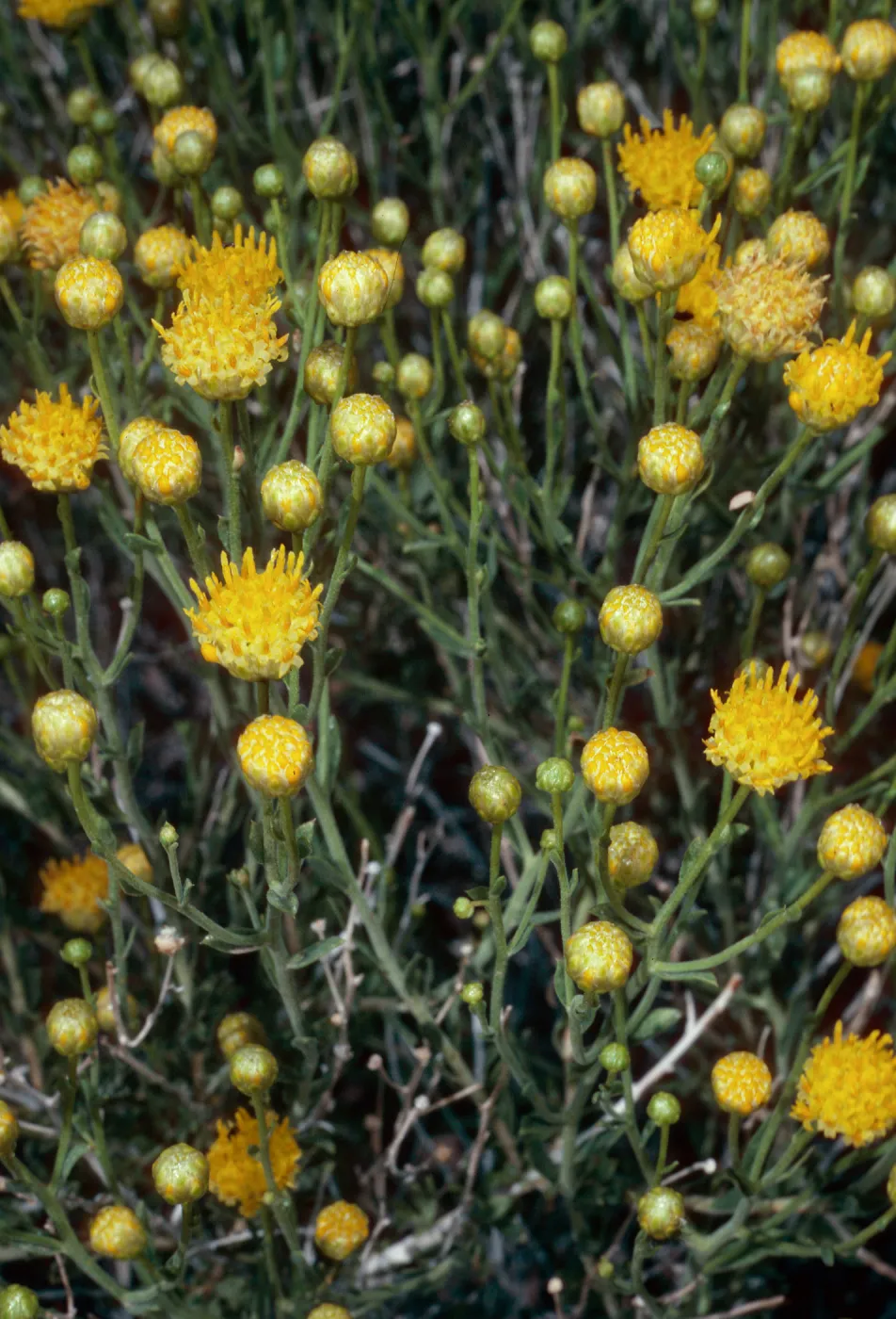 Acamptopappus sphaerocephalus, Trona-Wildrose Road, Death Valley National Park, Inyo County