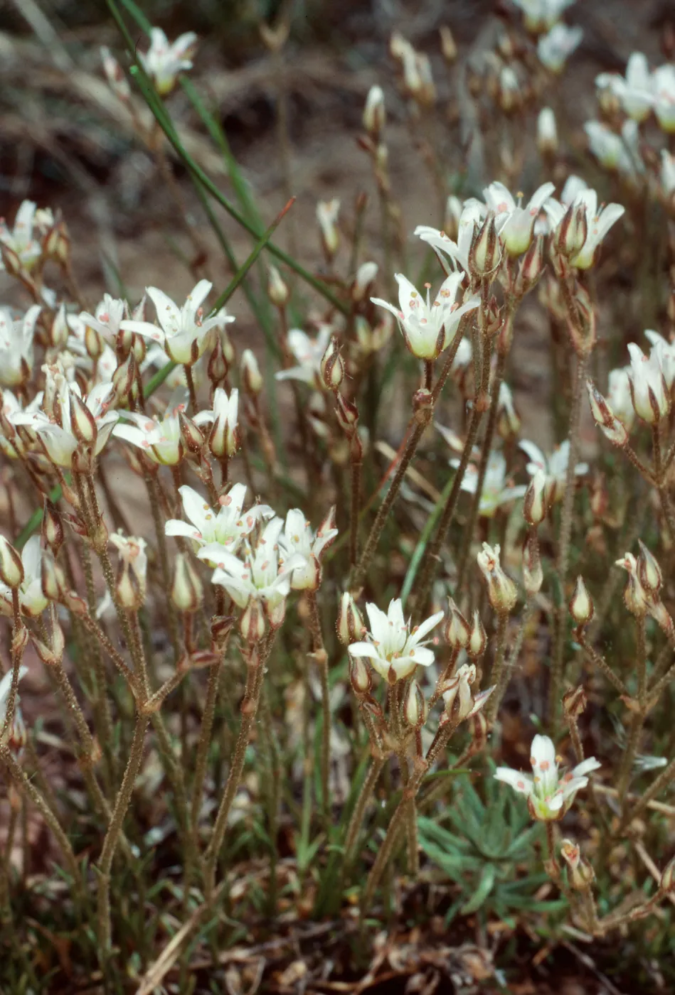 Arenaria kingii, Schulman Grove, White Mountains, Inyo County