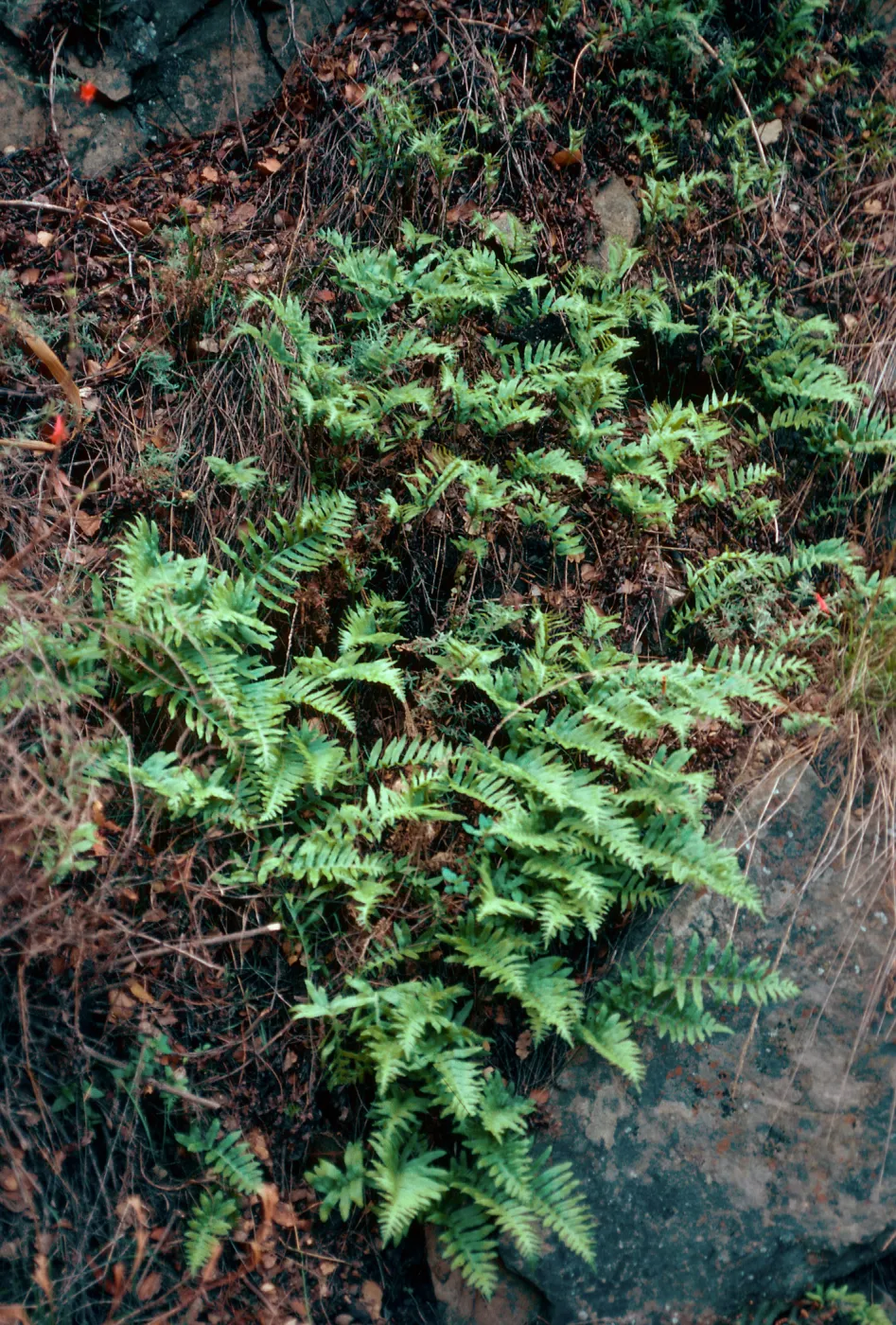 Polypodium, Cold Springs Canyon, Santa barbara County