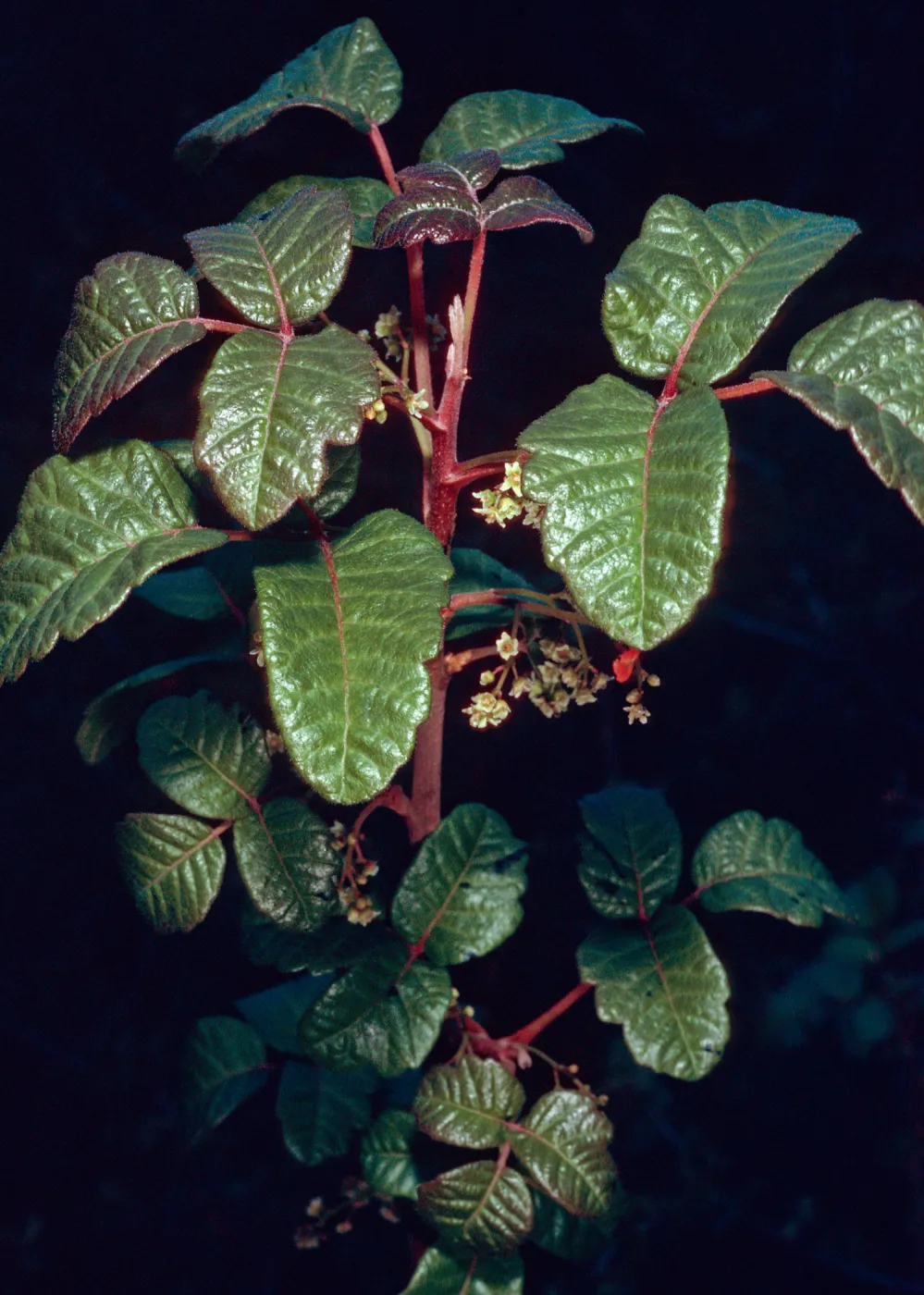 Toxicodendron, Rattlesnake Canyon, Santa Barbara County
