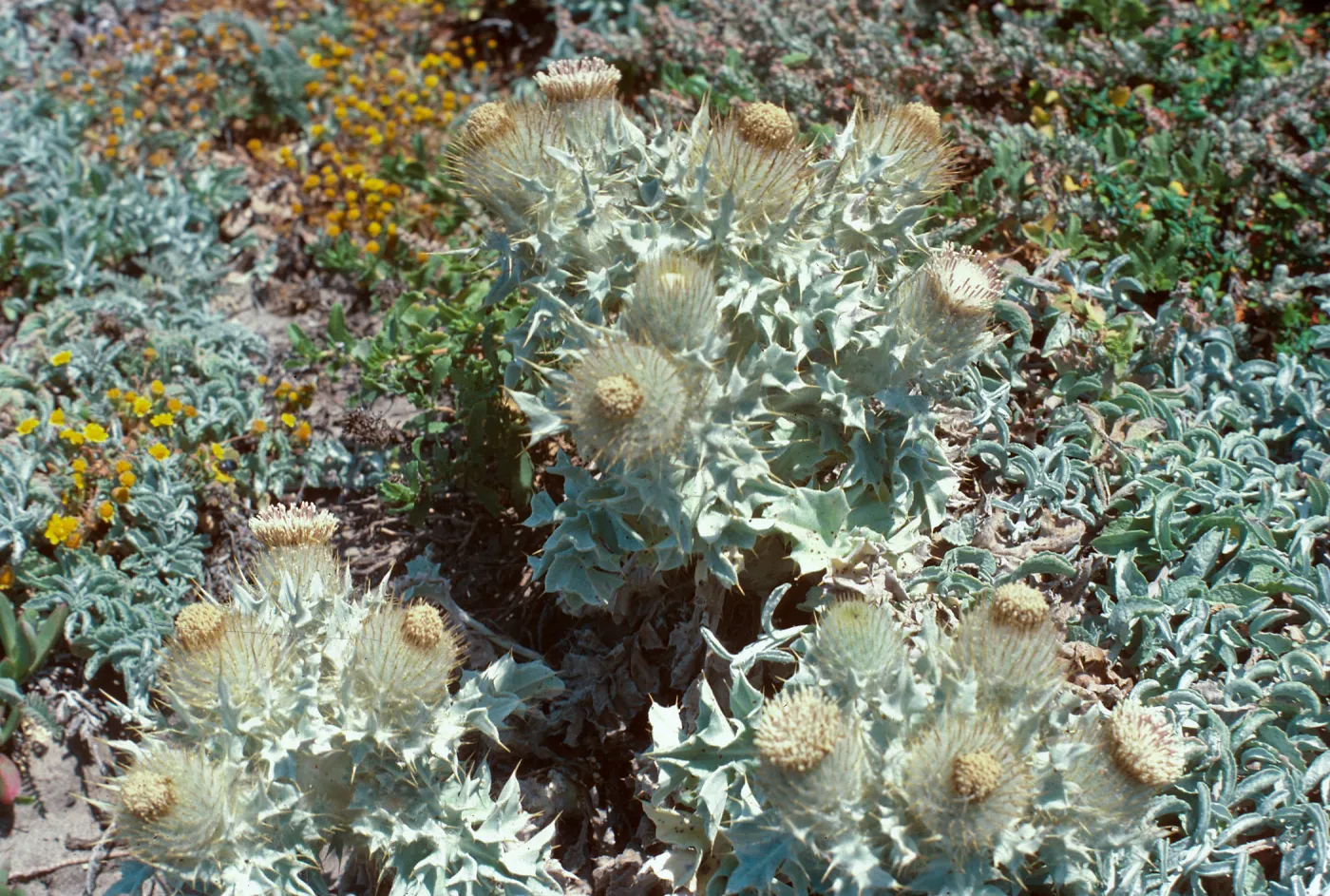 Cirsium rhotophilum, Point Conception, Santa Barbara County