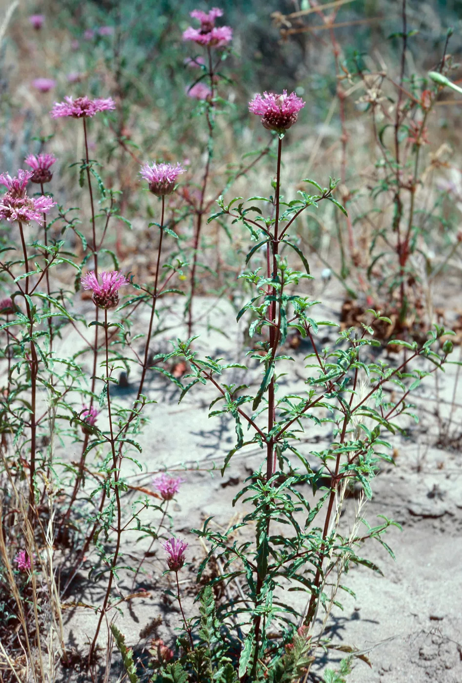Monardella undulata undulata, Ken Adam County Park, Santa Barbara County