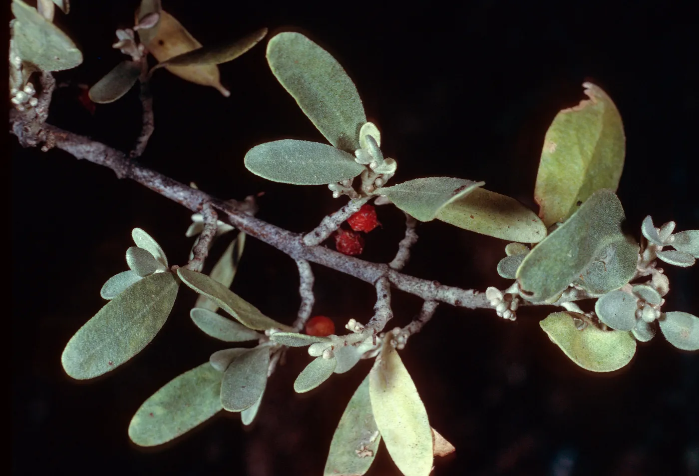 Sheperdia argentea, Cuyama River by Ozena Camp, Ventura County