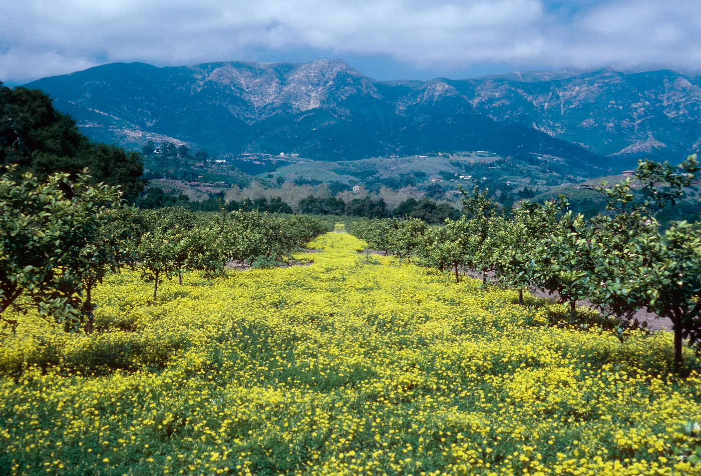 Bermuda buttercup, Sour grass, orchard w/Oxalis pes-caprae, North of Highway 101, East of Santa Barbara