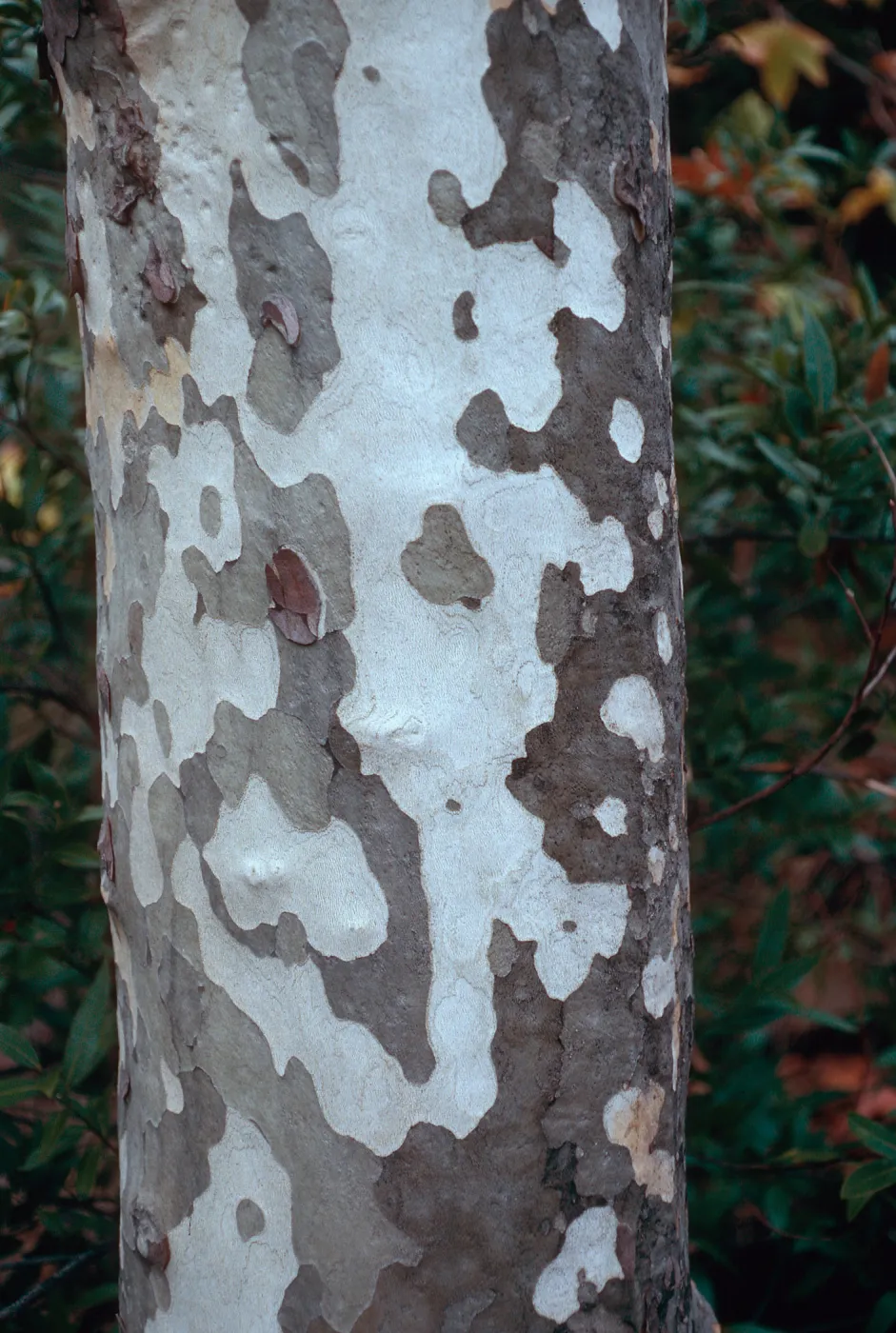 Platanus, Mission Creek, Tunnel Road crossing, Santa Barbara County