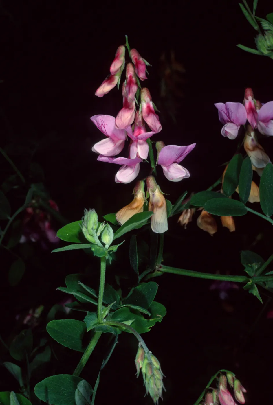 Lathyrus venetus, Tunnel Road, Santa Barbara County