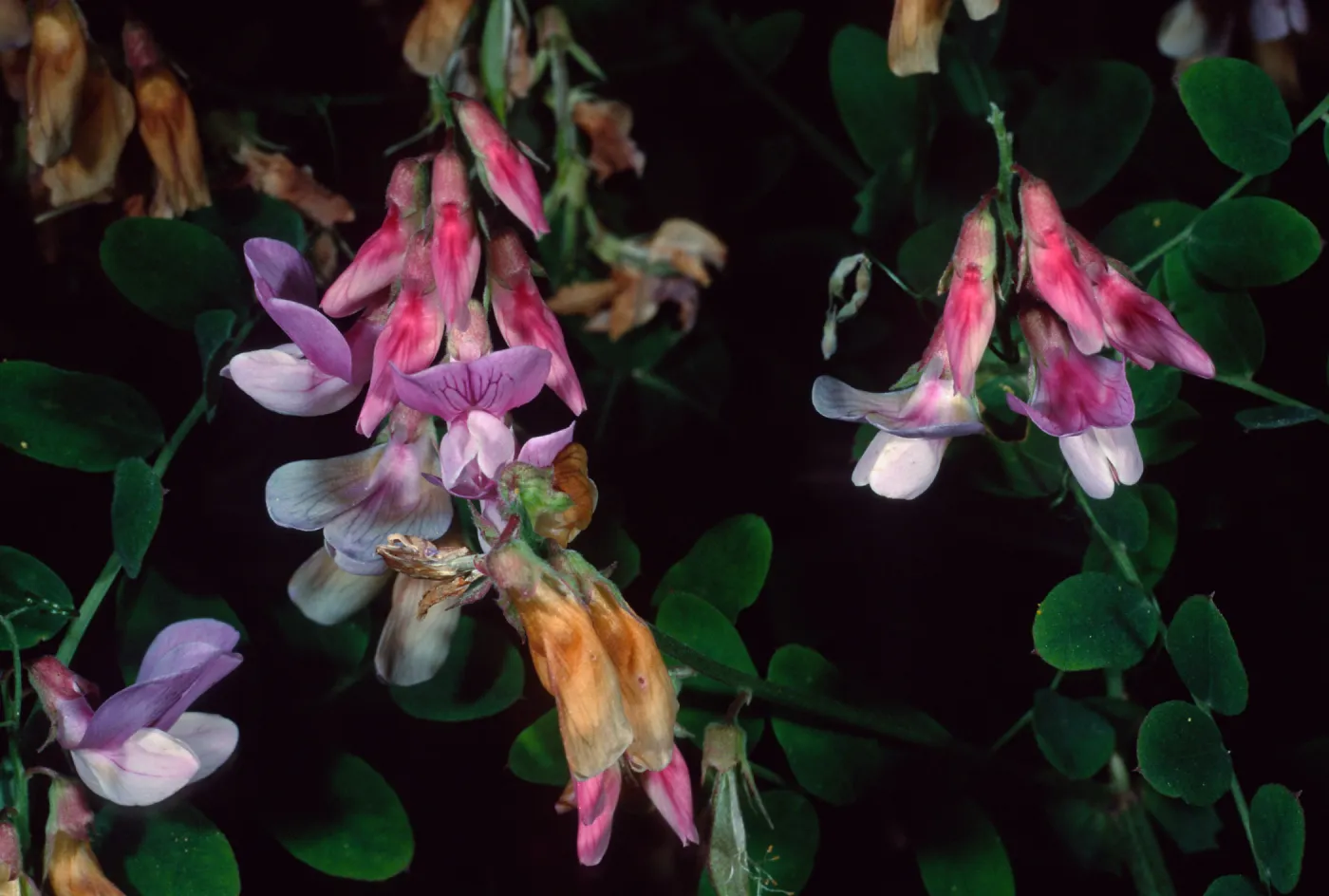 Lathyrus vestitus, Tunnel Road, Santa Barbara County
