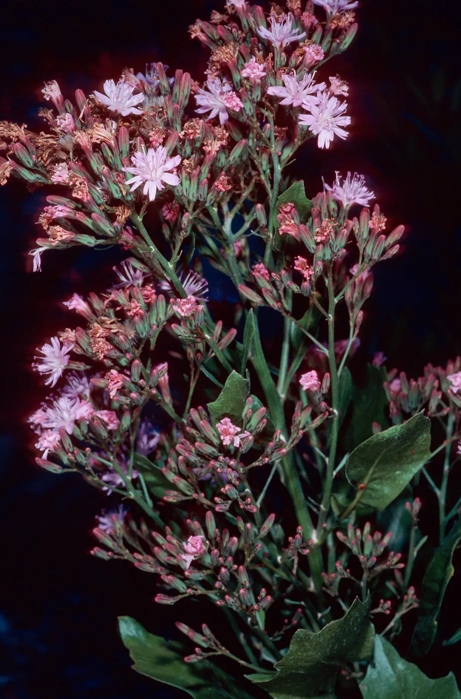Munzothamnus blairii, Island Section, Santa Barbara Botanic Garden
