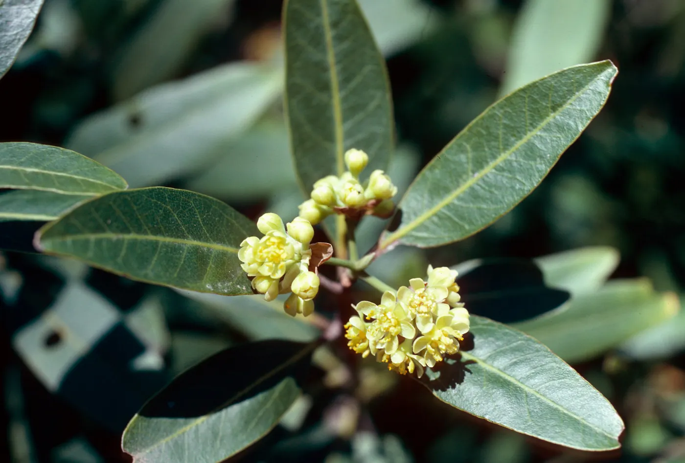 Umbellularia californica, Rattlesnake Canyon, Santa Barbara County