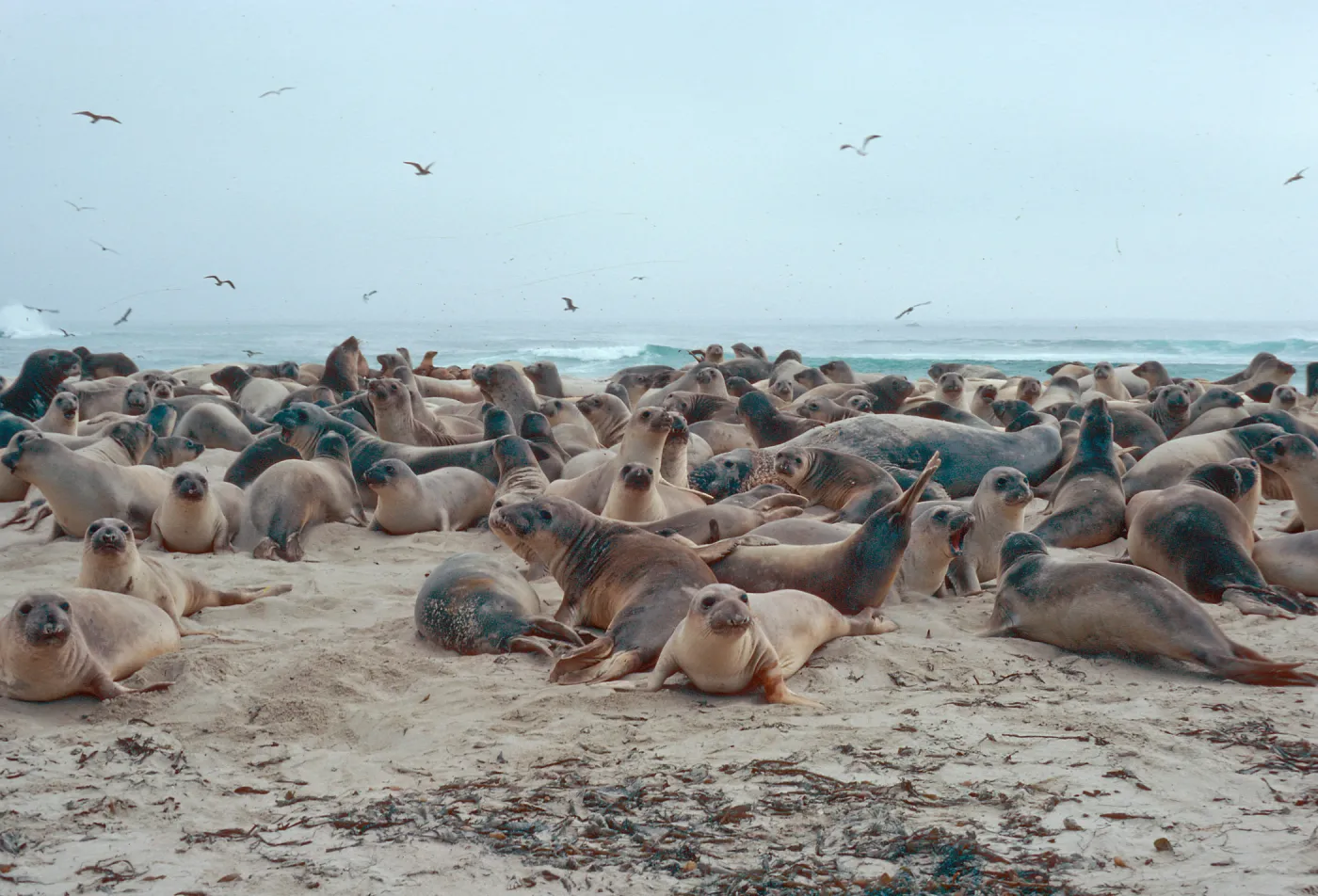 Elephant Seals, Point Bennett, San Miguel Island