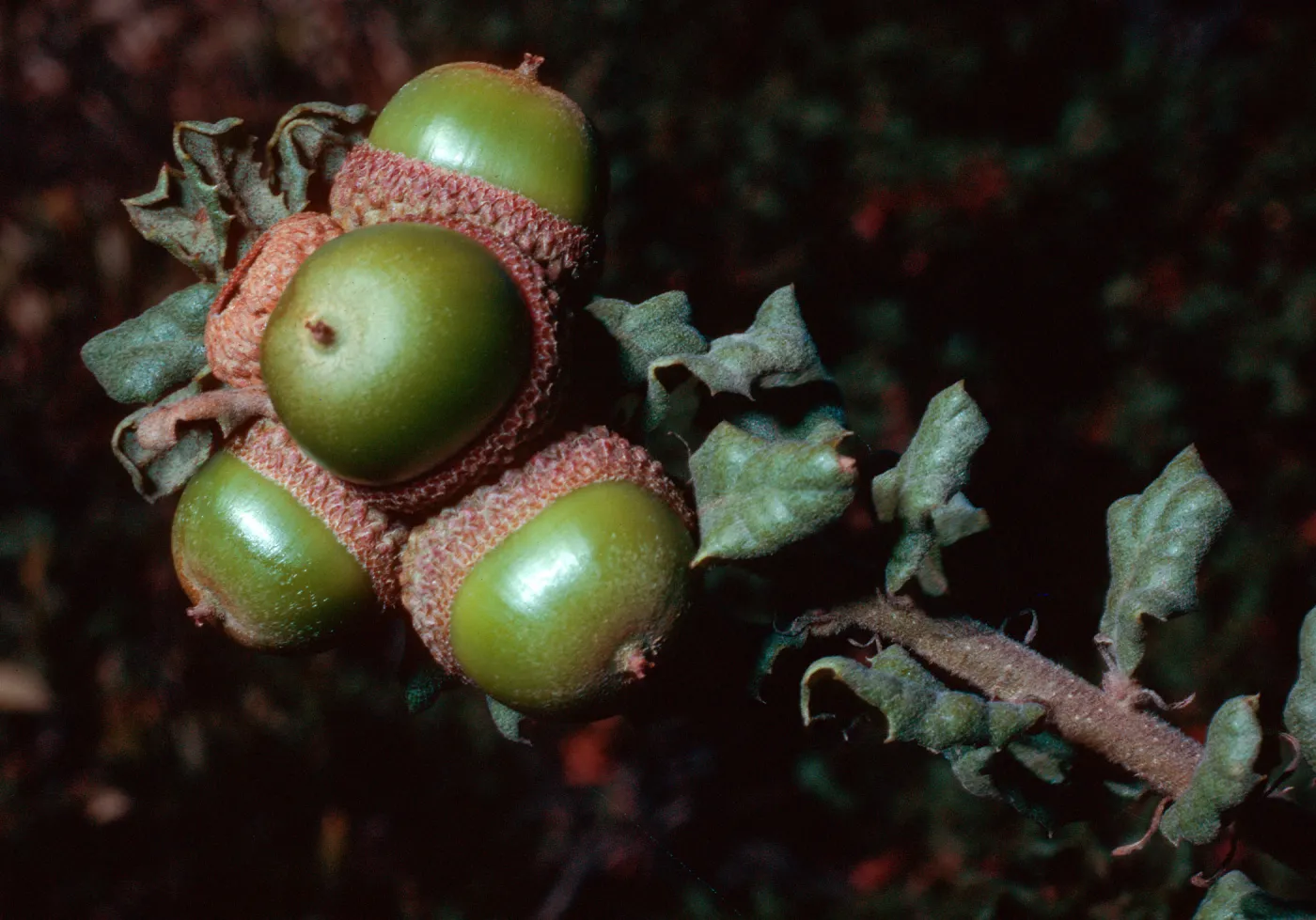 Quercus durata, Cuesta, note: used in California Oaks Book, San Luis Obispo County